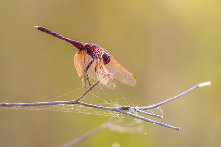 Violet dropwing (Trithemis annulata) darter dragonfly perched on a stick near river in Cyprus