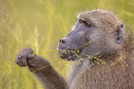 Chacma baboon (Papio ursinus) having breakfast, feeding on cereal seeds of grass in Kruger national park South Africaの写真素材