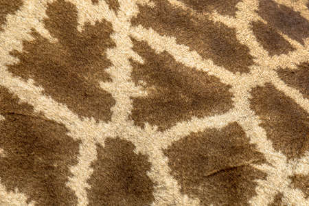 Giraffe camouflage fur pattern close-up abstract safari theme metaphoreの写真素材