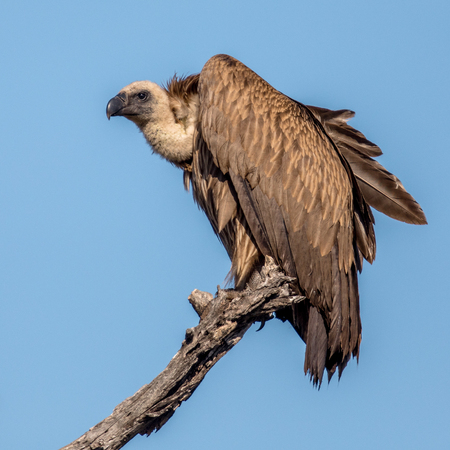 White-backed vulture (Gyps africanus) resting in dead tree in Kruger national park South Africaの写真素材