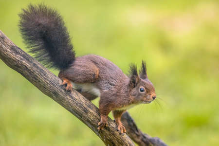 Red squirrel (Sciurus vulgaris) close up of dark animal sitting alert on branch while looking for danger with bright green backgroundの写真素材