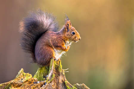 Red squirrel (Sciurus vulgaris) on tree trunk while animal is eating seeds from forelegsの写真素材