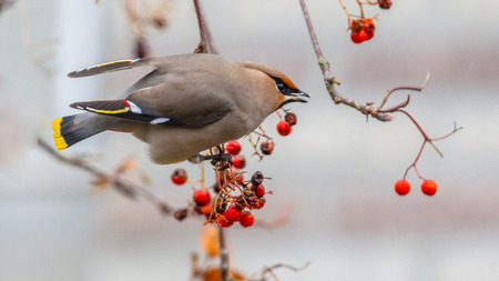 Bohemian waxwing (Bombycilla garrulus) eating berries, this is a starling-sized passerine bird that breeds in the northern forests of Eurasia and North Americaの写真素材
