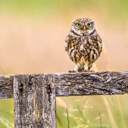 Little Owl (Athene noctua) nocturnal bird perched on log and looking at cameraの写真素材