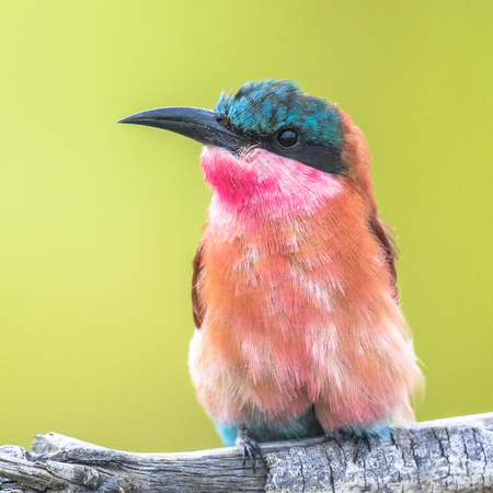 Southern carmine bee-eater (Merobs nubicoides) bird perched on branch portrait in Kruger National park, South Africaの写真素材