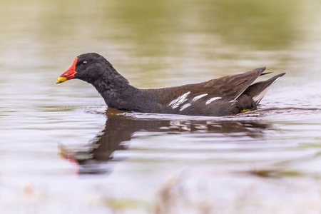 Common Moorhen (Gallinula chloropus) bird swimming in reflecting water of pond in Flanders Belgium. Bright edit.の写真素材