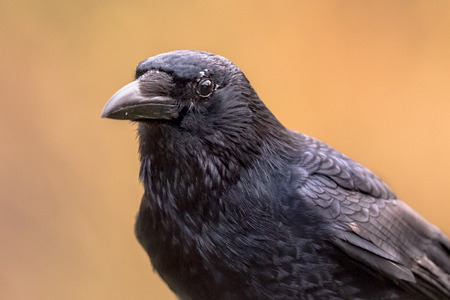 Carrion crow (Corvus corone) black bird portrait on bright background and looking at cameraの写真素材