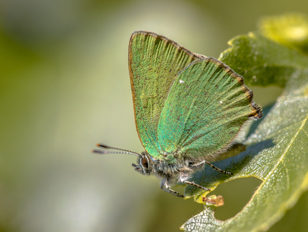Green hairstreak (Callophrys rubi) butterfly resting on green leaf with green backgroundの写真素材