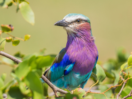 Lilac breasted roller (Coracias caudatus) perched on branch of mopani tree on african savannahの写真素材
