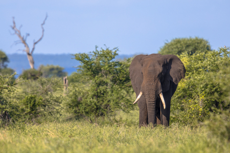 African Elephant (Loxodonta africana) walking in bushveld savanna of Kruger national park in South Africaの写真素材