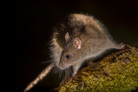 Wild Brown rat (Rattus norvegicus) turning on log at night. High speed photography imageの写真素材