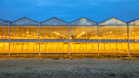 Illuminated industrial greenhouse with yellow lights and blue sky in Westland area Netherlandsの写真素材