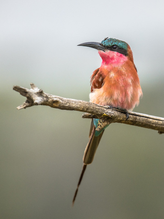 Southern carmine bee-eater (Merobs nubicoides) bird perched on lookout branch with light background in Kruger National park, South Africaの写真素材