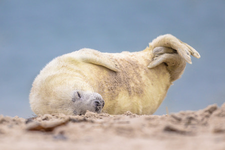 baby Grey seal (Halichoerus grypus) puppy bent of laughter in sand on beach of Helgoland, Germanyの写真素材