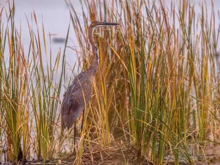 Goliath heron (Ardea goliath) in reed habitat of Marievale sanctuary South Africa
