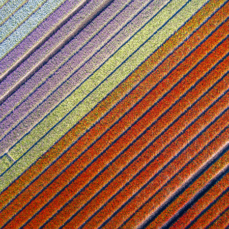 Tulip field from above. Aerial view of bulb-fields in springtime, located near Beilen, province of...