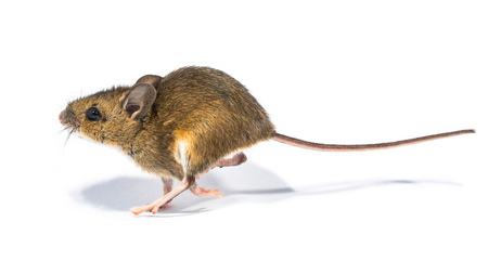 Running Wood mouse (Apodemus sylvaticus) isolated on white background with shade. This cute looking...