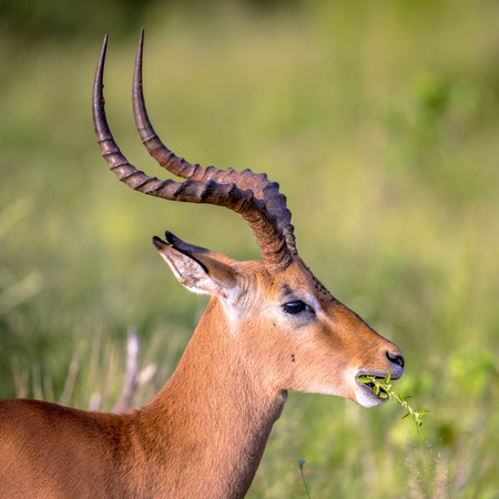 Impala (Aepyceros melampus) sideview portrait eating twig with leavesの写真素材