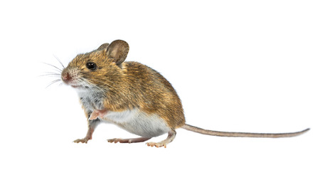 Cute Wood mouse (Apodemus sylvaticus) isolated on white background. This cute looking mouse is found...