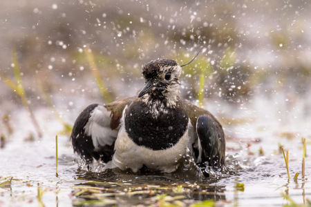 Northern Lapwing (Vanellus vanellus) bird washing and splashing in shallow water of wetland nature...