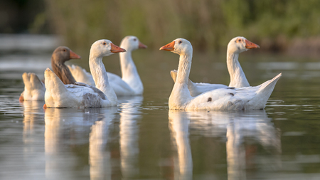 Group of white geese (Anser anser domesticus) looking alerted at camera and about to fleeの写真素材