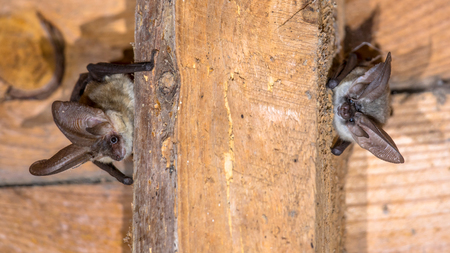 Two Grey long-eared bats (Plecotus austriacus) is a fairly large European bat. It has distinctive ears, long and with a distinctive fold. It hunts above woodland, often by day, and mostly for moths.の写真素材