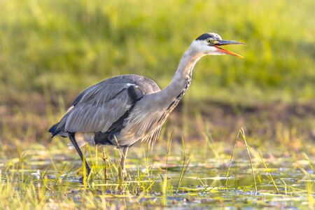 Grey heron (Ardea cinerea) wading bird looking for food in wetland with open beak in Flanders Belgiumの写真素材