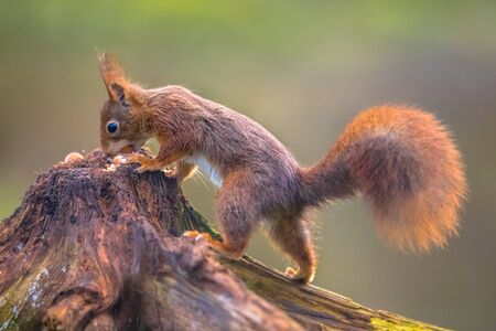 Red squirrel (Sciurus vulgaris) climbing on trunk of tree while animal is eating nutsの写真素材