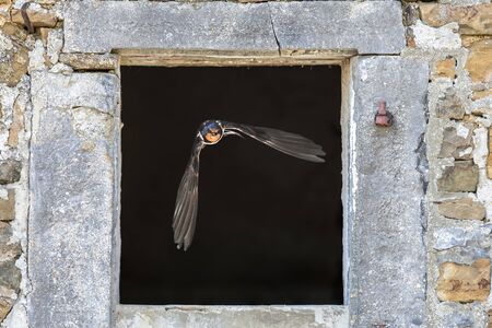 Barn swallow (Hirundo rustica) bird flying through stone window from nesting site inside old building on farmの写真素材