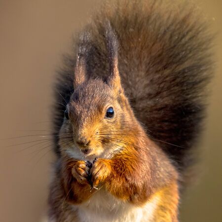 Red squirrel (Sciurus vulgaris) animal eating frontal portrait close up portrait with blurred backgroundの写真素材