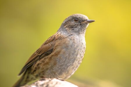 Dunnock (Prunella modularis) perched on branch looking at side on green ecological garden  backgroundの写真素材