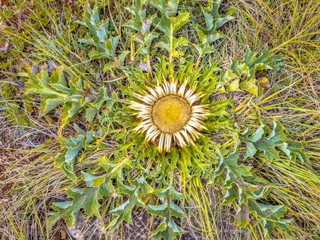 Stemless carline thistle (Carlina acaulis) flower blooming on Casse Noir in Cevennes, Franceの写真素材
