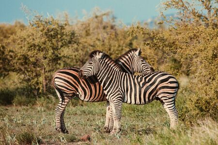 Two Common Zebra (Equus quagga) grooming each other in Kruger national park South Africa in retro vintage toningの写真素材