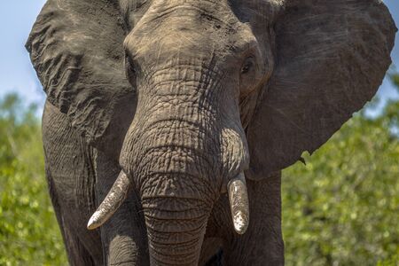 Close up Portrait of African Elephant (Loxodonta africana) head in Kruger national park South Africaの写真素材