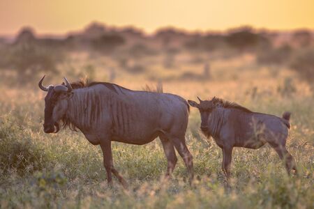 Savanna bush back lit by Orange morning light with two Common Blue Wildebeest or Brindled Gnu (Connochaetes taurinus) walking by on famous S100 road in Kruger national park South Africaの写真素材