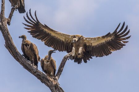 White-backed vulture (Gyps africanus) group of birds perched in dead tree while one bird is landing in Kruger national park South Africaの写真素材