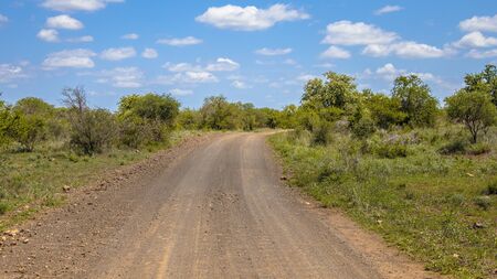 Gravel road through bushveld savanna in Kruger national park South Africaの写真素材