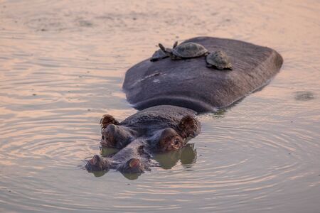 Hippopotamus (Hippopotamus amphibius) or hippo swimming in water and accompanied by African helmeted turtles on back in Kruger National park, South Africaの写真素材