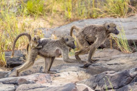 Two Chacma baboon (Papio ursinus) mother animals walking with young suckling on bridge in Kruger...