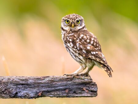Little Owl (Athene noctua) nocturnal bird perched on log and looking at preyの写真素材