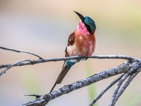 Southern carmine bee-eater (Merobs nubicoides) bird perched on branch looking up with light...