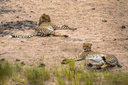 two Cheetah (Acinonyx jubatus)  juvenile animal resting in sandy river bed in Kruger National park, South Africaの写真素材