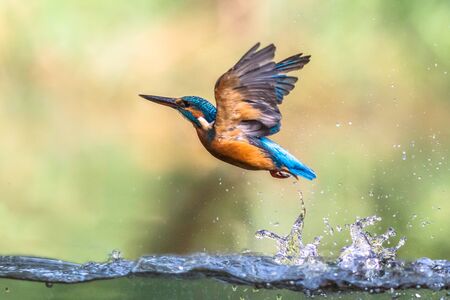 Common European Kingfisher (Alcedo atthis).  river kingfisher diving and emerging from water and flying back to lookout post on green backgroundの写真素材