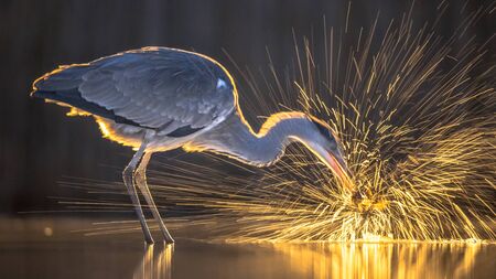 Silhouette of Grey heron (Ardea cinerea) catching fish at night at Lake Csaj, Kiskunsagi National Park, Pusztaszer, Hungary. February.の写真素材