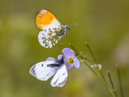 Orange tip (Anthocharis cardamines) butterfly mating on host plant cuckooflower (Cardamine...