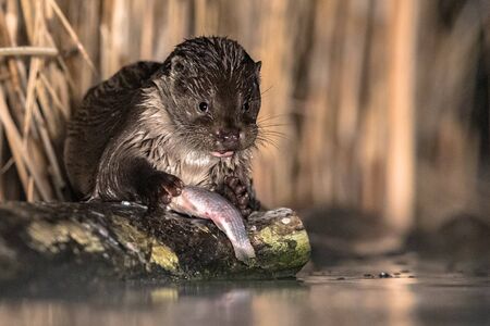 European Otter (Lutra lutra) eating fish at night in Kiskunsagi National Park, Pusztaszer, Hungary. February.の写真素材