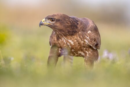Common European Buzzard (Buteo buteo) raptor bird perched grassy yard and looking at camera in Spanish Pyrenees, Vilagrassa, Catalonia, Spain. April.の写真素材