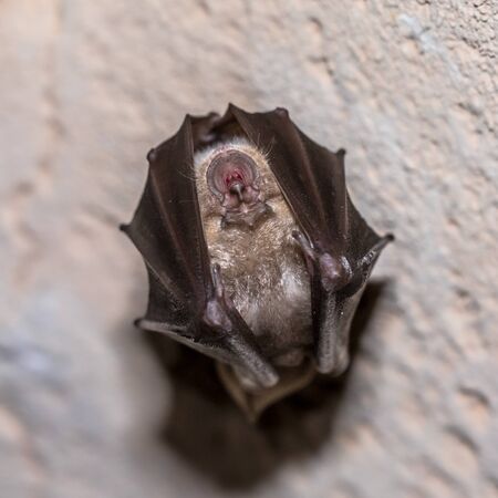 Greater horseshoe bat (Rhinolophus ferrumequinum) sleeping with folded wings and hanging on ceiling...