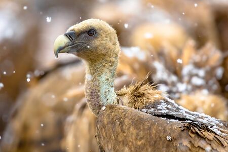 Griffon vulture (Gyps fulvus) portrait in snowy winter conditions in Spanish Pyrenees, Catalonia, Spain, April. This is a large Old World vulture in the bird of prey family Accipitridae. It is also known as the Eurasian griffon.の写真素材