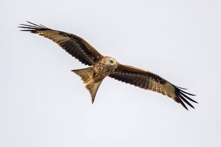 Red kite (Milvus milvus) flying in Spanish Pyrenees, Vilagrassa, Catalonia, Spain. April. It is resident in the milder parts of its range in western Europe and northwest Africa, birds from northeastern and central Europe winter further south and west.の写真素材